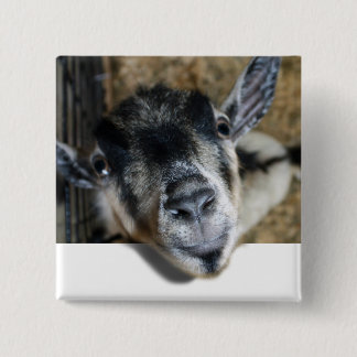 Chapa Cuadrada Nosy Goat mirando hacia afuera