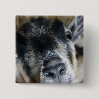 Chapa Cuadrada Nosy Goat mirando hacia arriba