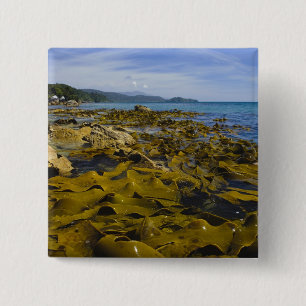 Chapa Cuadrada Nueva Zelanda, Southland, Isla Stewart. Kelp
