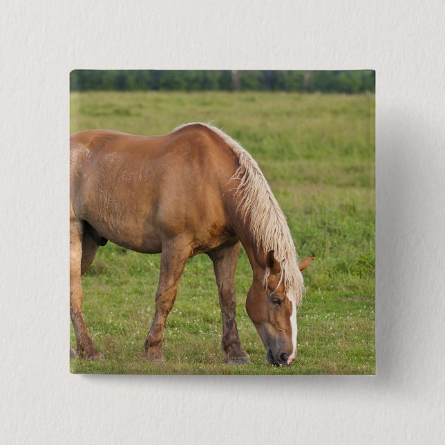 Chapa Cuadrada Nuevo Brunswick, Canadá. Caballo en campo. (Anverso)