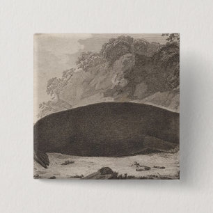 Chapa Cuadrada nutria marina, Columbia Británica