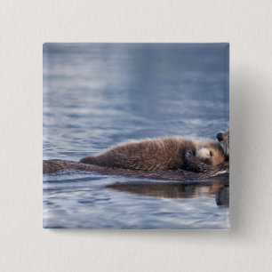 Chapa Cuadrada nutria marina, Enhydra lutris lutris