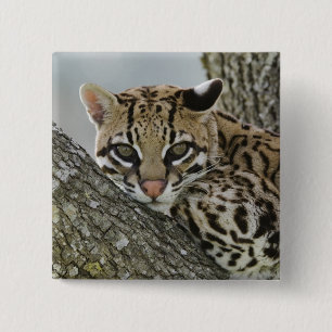 Chapa Cuadrada Ocelot, Felis pardalis, cautivo, hembra descansand