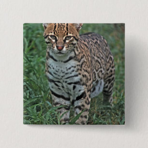 Chapa Cuadrada OCELOTE (Leopardus pardalis) AMÉRICA CENTRAL