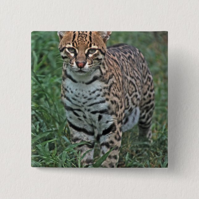 Chapa Cuadrada OCELOTE (Leopardus pardalis) AMÉRICA CENTRAL (Anverso)