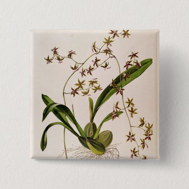 Chapa Cuadrada Odontoglossum Hastatum (Anverso)