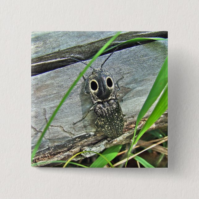 Chapa Cuadrada Ojos Orientales Elater Click Beetle - Alaus oculat (Anverso)