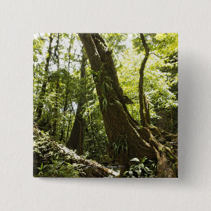 Chapa Cuadrada opinión de la selva tropical, Dominica