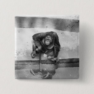 Chapa Cuadrada Orangután