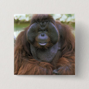 Chapa Cuadrada Orangután Pongo Pygmaeus