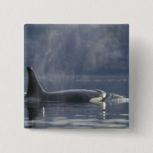 Chapa Cuadrada Orca hembra adulta (Orcinus Orca), Puget