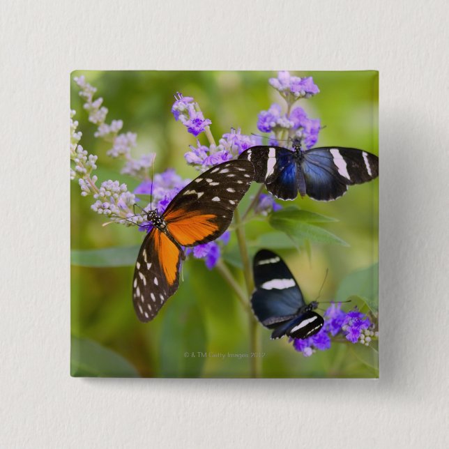 Chapa Cuadrada oregón, estados unidos (Anverso)