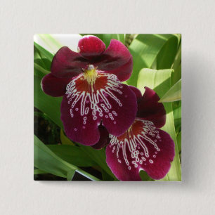 Chapa Cuadrada Orquídeas de Marrón II Elegante Floral