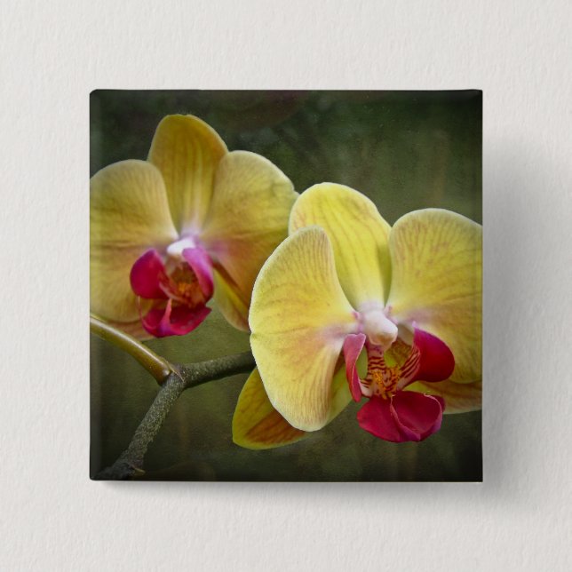 Chapa Cuadrada Orquídeas de polilla amarillas - Phalaenopsis (Anverso)