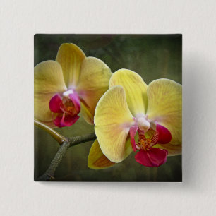 Chapa Cuadrada Orquídeas de polilla amarillas - Phalaenopsis