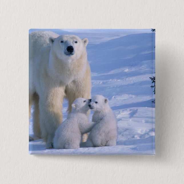 Chapa Cuadrada Osa polar hembra de pie con 2 crías (Anverso)