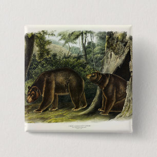 Chapa Cuadrada Oso de canela de los cuatripedos de Audubon