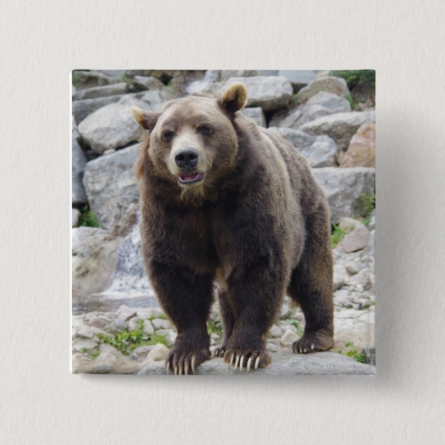 Chapa Cuadrada Oso de Kodiak (Anverso)