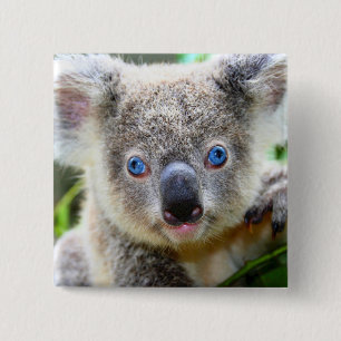 Chapa Cuadrada Oso Koala