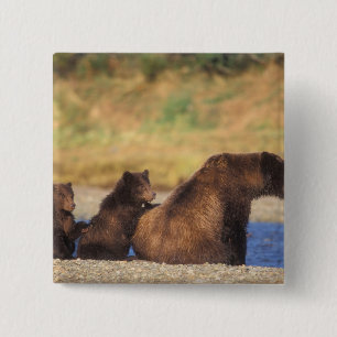 Chapa Cuadrada Oso marrón, oso pardo, cerda con costillas,