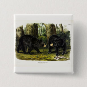 Chapa Cuadrada Oso Negro Americano (Ursus Americanus) de Audubon