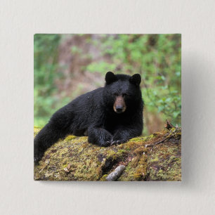 Chapa Cuadrada Oso negro en un viejo tronco de crecimiento en el