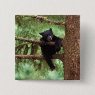Chapa Cuadrada oso negro, Ursus americanus, cría en un árbol