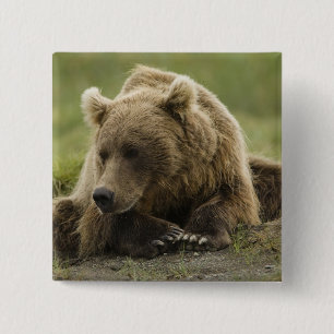 Chapa Cuadrada Oso pardo, o oso grizzly costero, Ursus