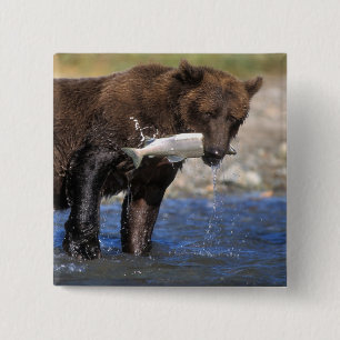 Chapa Cuadrada Oso pardo, oso grizzly, con captura de salmón,