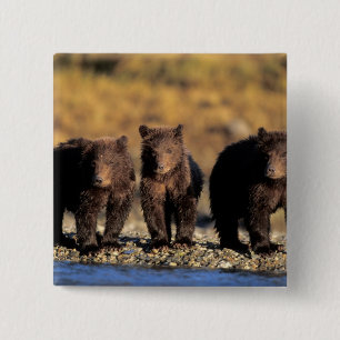 Chapa Cuadrada Oso pardo, oso marrón, crías, Katmai Nacional