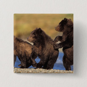 Chapa Cuadrada oso pardo, Ursus arctos, oso grizzly, Ursus