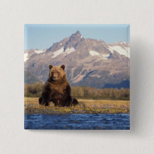 Chapa Cuadrada oso pardo, Ursus arctos, oso grizzly, Ursus