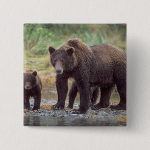 Chapa Cuadrada oso pardo, Ursus arctos, oso grizzly, Ursus 3