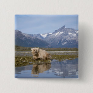 Chapa Cuadrada oso pardo, Ursus arctos, oso grizzly, Ursus 4