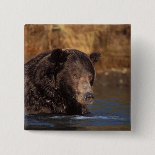 Chapa Cuadrada oso pardo, Ursus arctos, oso grizzly, Ursus 5