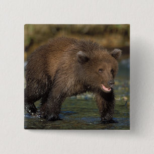 Chapa Cuadrada oso pardo, Ursus arctos, oso grizzly, Ursus 6