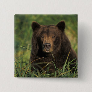 Chapa Cuadrada oso pardo, Ursus arctos, oso grizzly, Ursus 9
