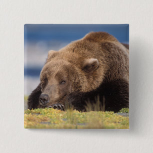 Chapa Cuadrada oso pardo, Ursus arctos, oso pardo, Ursus 8