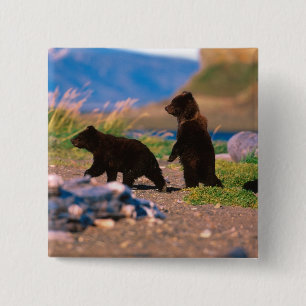Chapa Cuadrada Oso pardo, Ursus arctos, Península de Alaska,