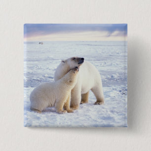 Chapa Cuadrada Oso polar cerda con cachorro, empaque
