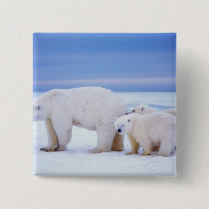 Chapa Cuadrada Oso polar cerda con cachorros