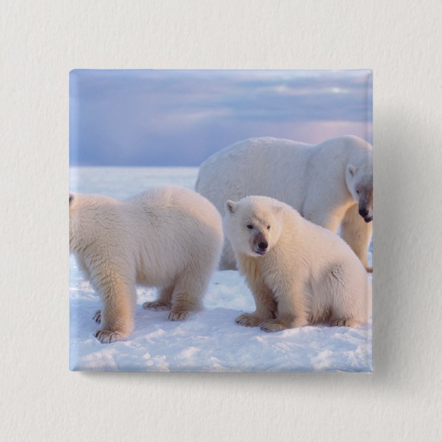 Chapa Cuadrada Oso polar sembrado con costillas en hielo de la co (Anverso)