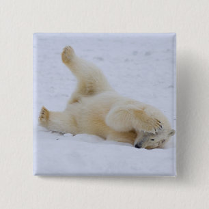 Chapa Cuadrada oso polar, Ursus maritimus, cachorro rodando