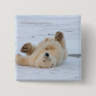 Chapa Cuadrada oso polar, Ursus maritimus, cachorro rodando 3