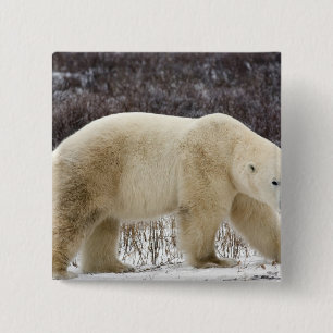 Chapa Cuadrada Oso polar Ursus maritimus) en Churchill