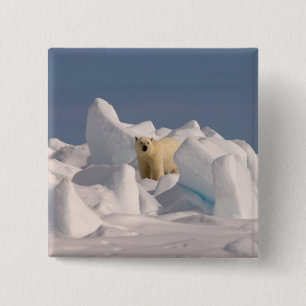 Chapa Cuadrada oso polar, Ursus maritimus, en hielo áspero