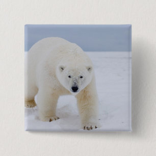Chapa Cuadrada oso polar, Ursus maritimus, en hielo y nieve,