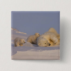 Chapa Cuadrada oso polar, Ursus maritimus, hembra jugando