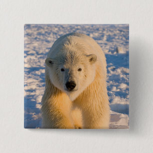 Chapa Cuadrada oso polar, Ursus maritimus, oso polar en hielo