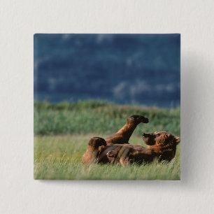 Chapa Cuadrada Osos pardos en juego, Ursus arctos, Alaska